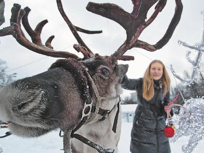 Катания на оленьих упряжках организуют в парке ЮАО