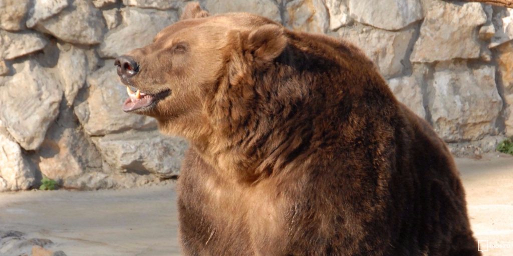 Московский зоопарк объявил «тихий час» для медведей и тушканчиков