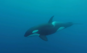Пока нет доказательств того, что кит понимает смысл произносимых слов. Фото: скриншот "Killer Whale", YouTube