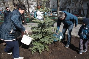 Москвичи выбрали деревья для озеленения дворов. Фото: архив, «Вечерняя Москва»