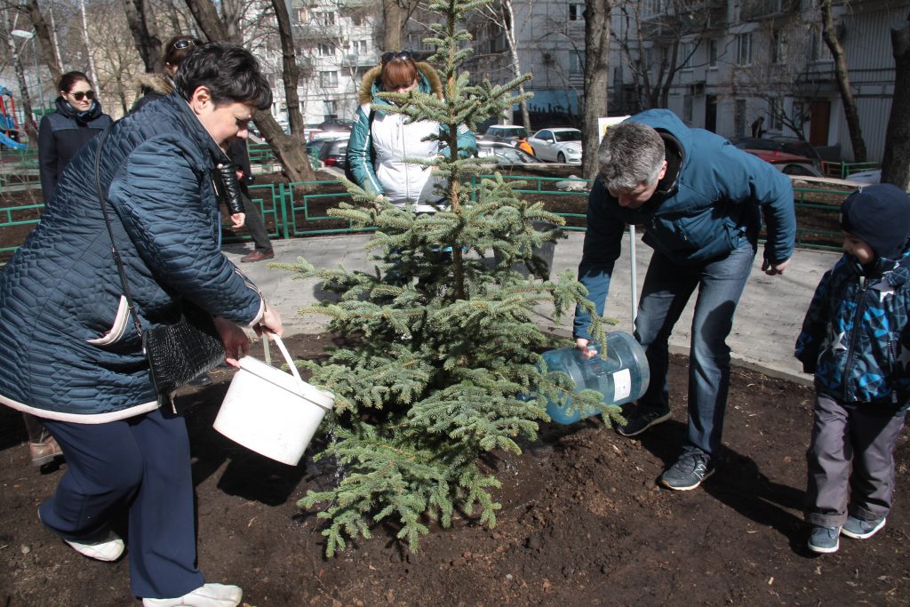 Москвичи выбрали деревья для озеленения дворов 