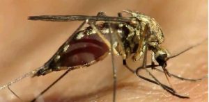 Биологи предполагают, что данное открытие способно принести большую пользу медицине и отучить комаров кусать людей. Фото: скриншот видео Youtube