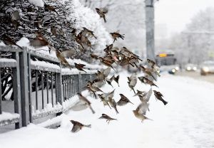 Небольшой снегопад пройдет в Москве 11 февраля. Фото: архив, «Вечерняя Москва