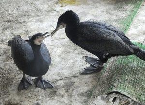 Пара больших бакланов в Московском зоопарке вывела птенцов