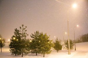 Вдоль набережной Москворечья-Сабурова растут как хвойные, так и листовые, плодовые деревья. Фото: Иван Деденев Вдоль набережной Москворечья-Сабурова растут как хвойные, так и листовые, плодовые деревья. Фото: Иван Деденев