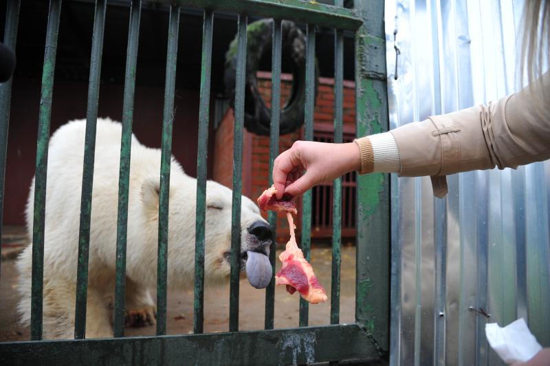 Животных Московского зоопарка стали больше кормить из-за морозов