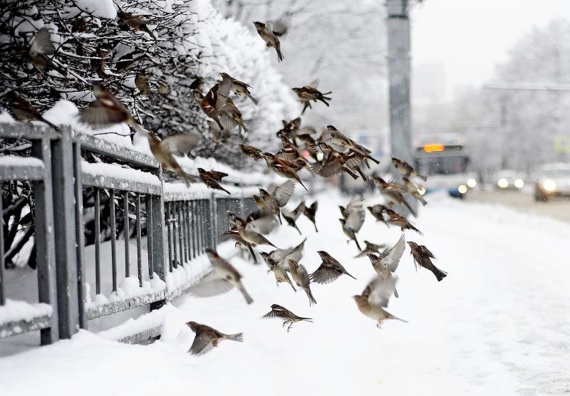 Резкое потепление придет в Москву в конце рабочей недели