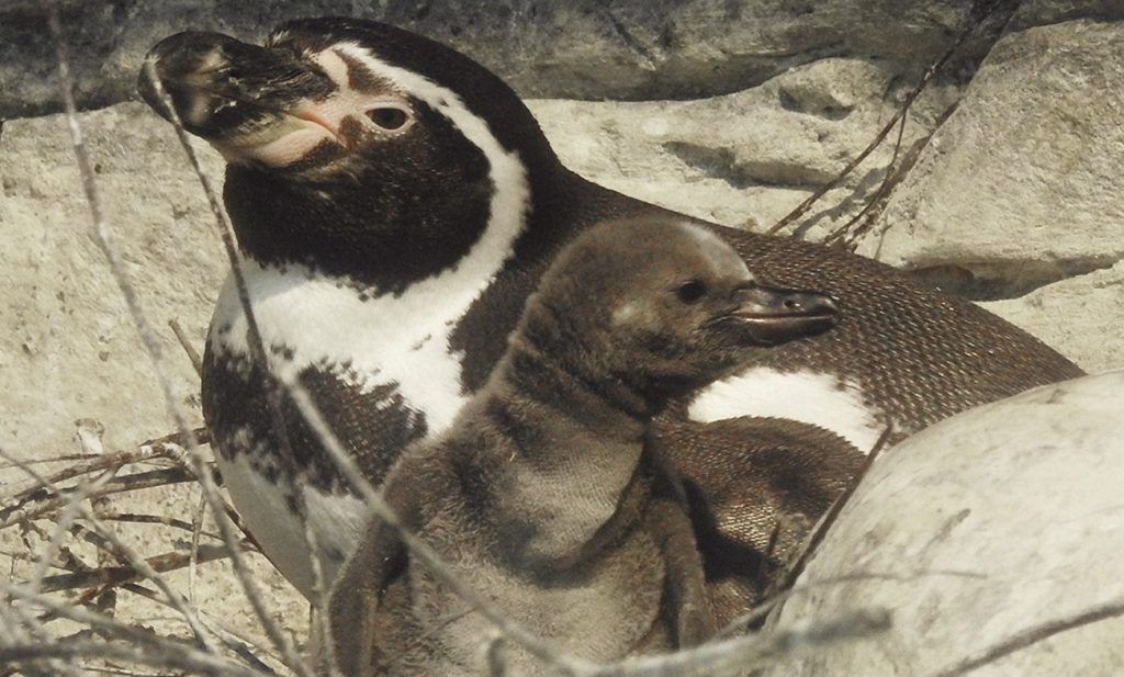 Четыре птенца перуанского пингвина вылупились в Московском зоопарке