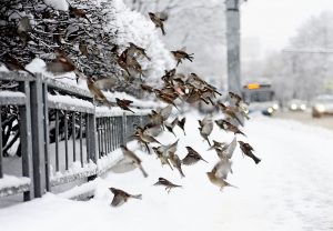 Столичный снегопад продлится до утра понедельника. Фото: архив, «Вечерняя Москва»