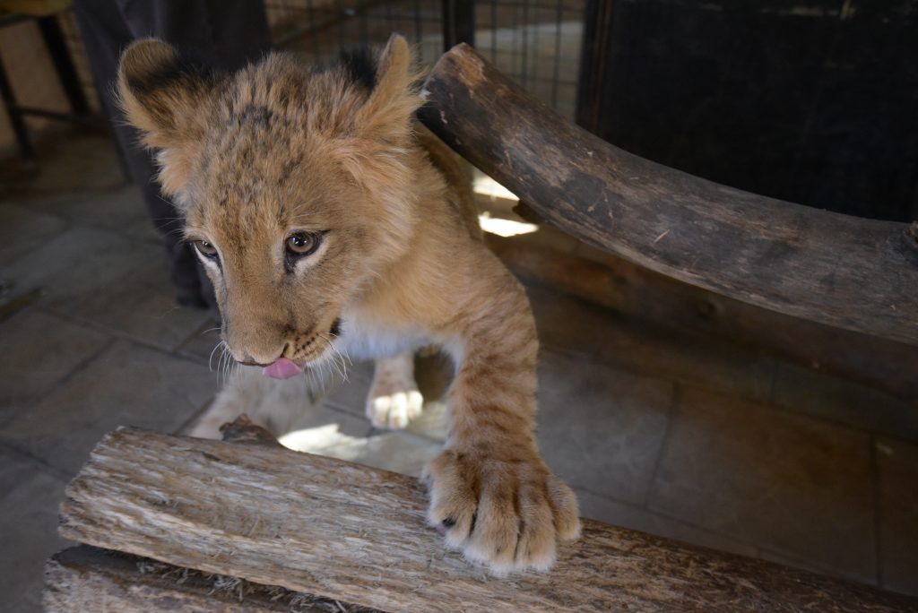 Москва передаст Липецкому зоопарку двух львят