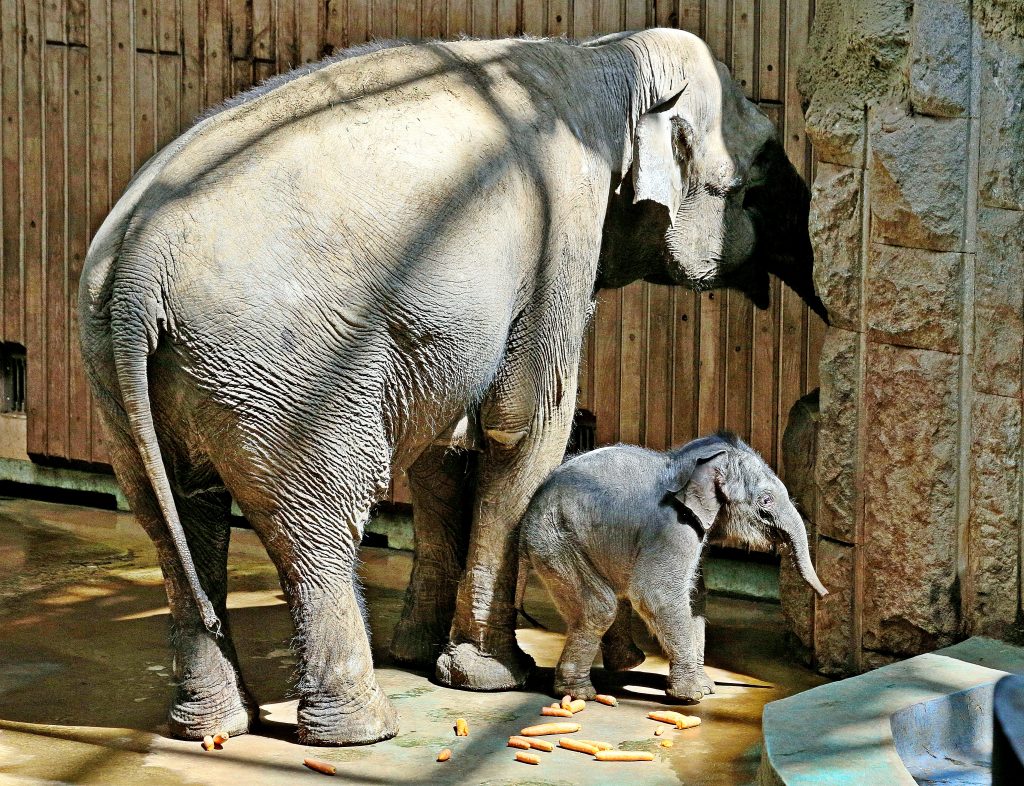Московский зоопарк переселит слоненка Филимона в летний вольер