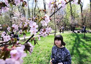 30 апреля 2017 года. Наталья Стуканова наблюдает за цветением сакуры в Бирюлевском дендропарке. Фото: Пелагия Замятина