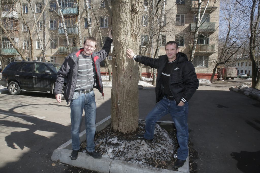 Старый клен останется на парковке