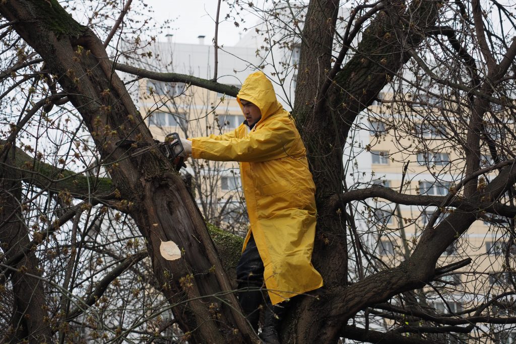 Ураган в Москве повалил почти 900 деревьев