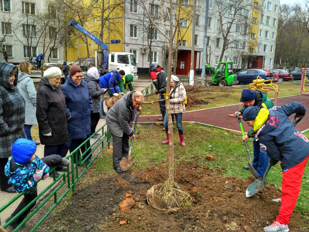 Высадка деревьев прошла на Ясеневой улице