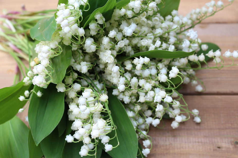 День ландыша. Фото: pixabay.com День ландыша. Фото: pixabay.com