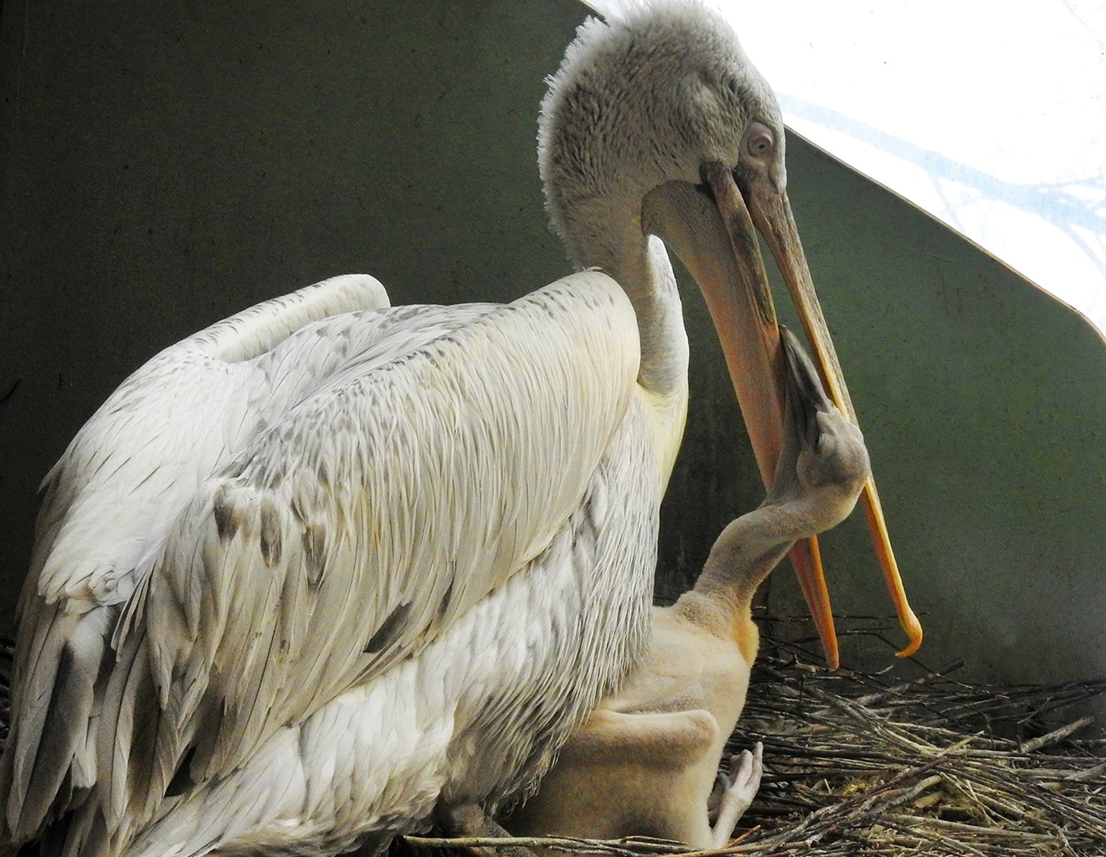 Редкий вид пеликана вылупился в Московском зоопарке