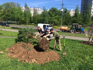 Установка дерева в лунку. Фото: Мария Иванова, «Вечерняя Москва»