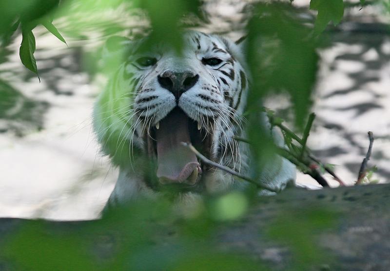 Белая тигрица Кали из Московского зоопарка. Фото: Антон Гердо, «Вечерняя Москва»