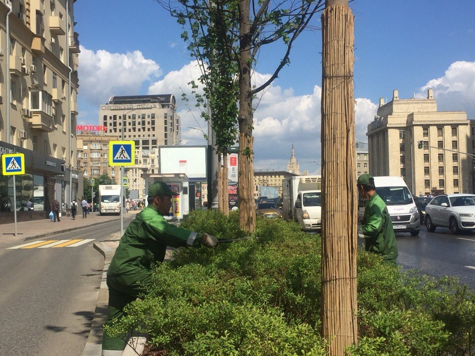 Работы по озеленению завершились на Смоленском бульваре