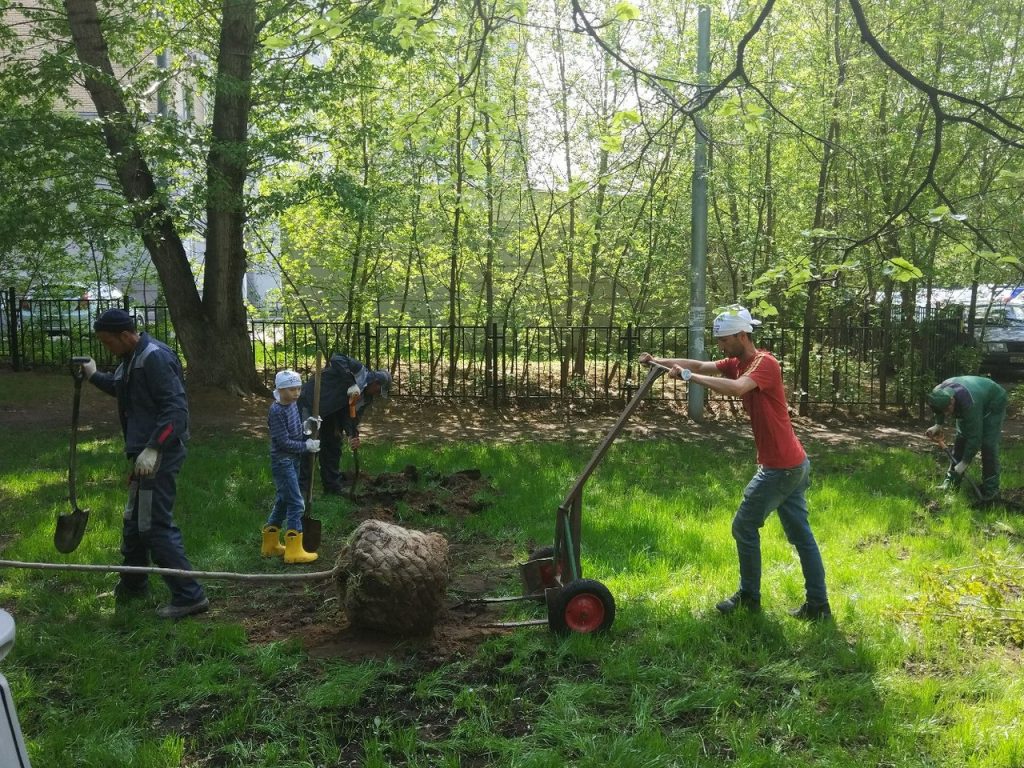 Два клена и 35 кустарников высадили во дворе дома Велозаводской улицы