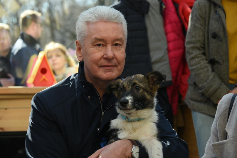 Мэр Москвы рассказал о самочувствии пса Джоуи. Фото: Владимир Новиков, «Вечерняя Москва»