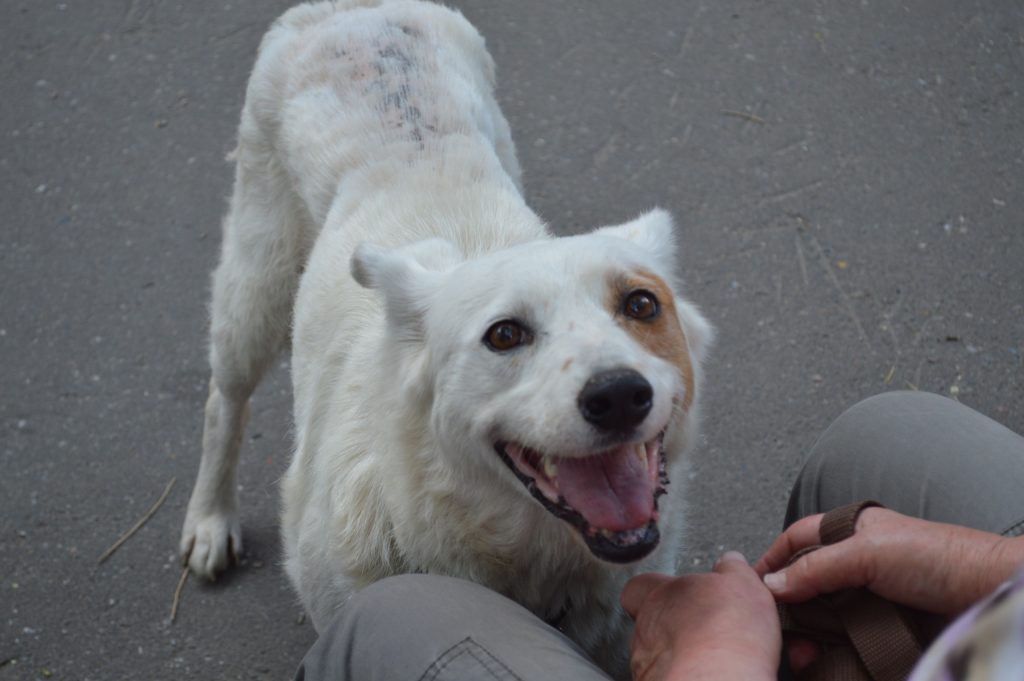 Онкобольную собаку спасли жители Нагатинского Затона. Фото: официальная страница библиотеки имени Симонова в социальных сетях