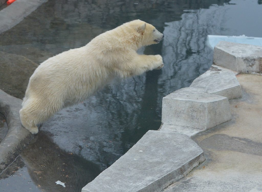 Норвежский медведь разгромил склад, объелся шоколадом и застрял в окне