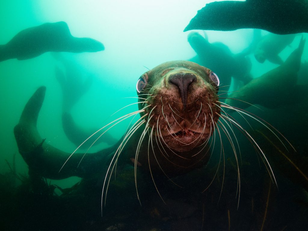Рожденные в морской пучине: выставка подводной фотографии стартует в Дарвиновском музее. Фото: пресс-служба Дарвиновского музея