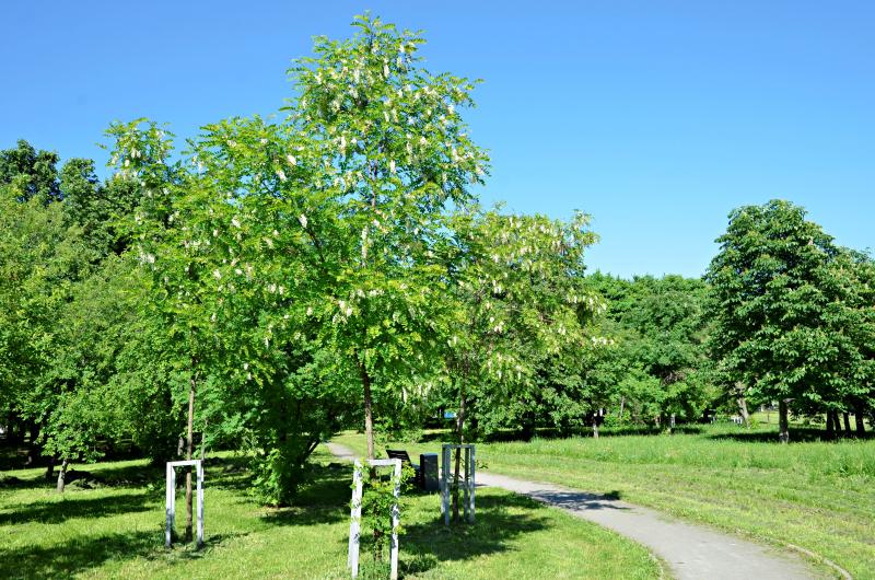 Зеленая гавань: парки вместо традиционных дворов сделают у «Аннина»