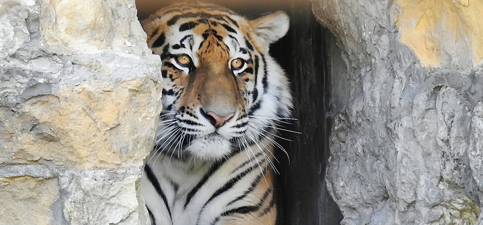 Амурские тигры будут участвовать в Европейской программе по сохранению популяции этих животных в неволе. Фото: mos.ru