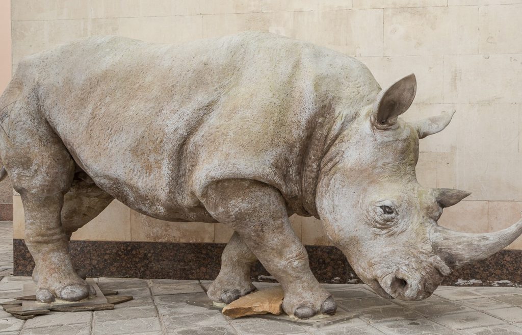 Белый носорог поселился в Дарвиновском музее. Фото: пресс-служба Дарвиновского музея