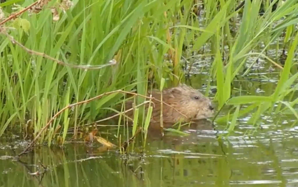 Именно водоем необходим для комфортных условий проживания ондатр. Фото: скриншот, YouTube