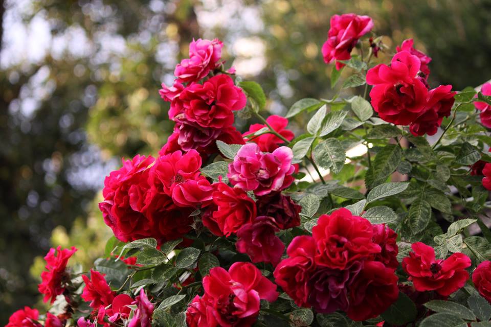 Город цветов: Проспект Андропова и Каширское шоссе украсили розами