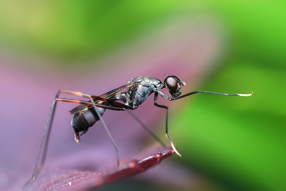 Для людей данный период в жизни насекомых не опасен. Фото: pixabay.com 
