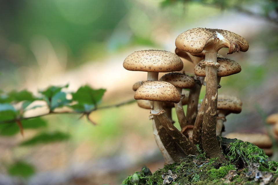 Что нельзя делать с грибами