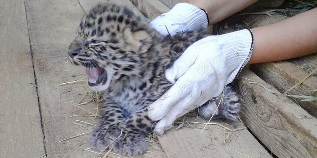 Два котенка амурского леопарда родились в Московском зоопарке