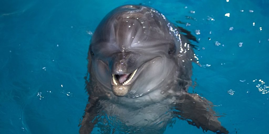 Гости «Москвариума» увидят новорожденного дельфина