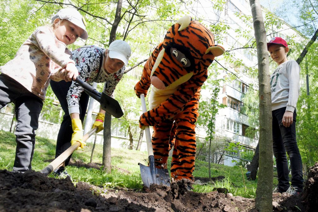 12 мая 2018 года. Жители Южного округа участвуют в озеленении Кленового бульвара по программе «Миллион деревьев». Фото: Агентство городских новостей «Москва»