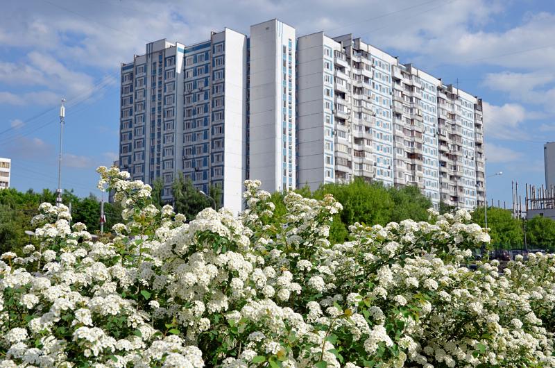 Жара в городе: специалисты принимают дополнительные меры. Фото: Анна Быкова, «Вечерняя Москва»