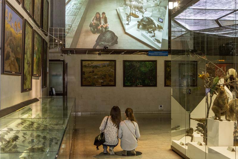 Интерактивный комплекс «Путешествие с животными» обновили в Дарвиновском музее