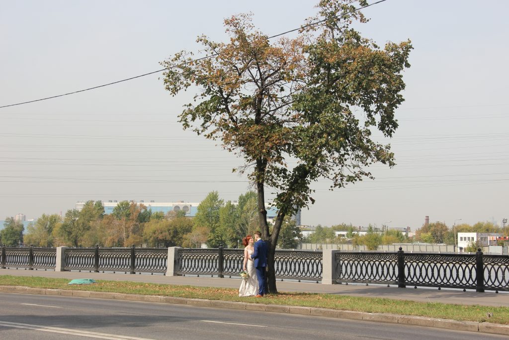 после церемонии бракосочетания в Нагатинском ЗАГСе повязали первую ленту на «дереве любви». Фото: Анастасия Кочеткова