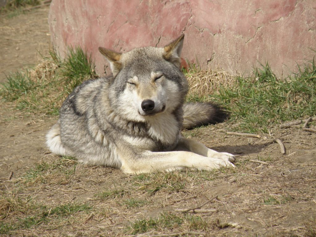 2 октября 2018 года. Гибрид волка и собаки считается безопасным для людей. Фото: SHUTTERSTOCK