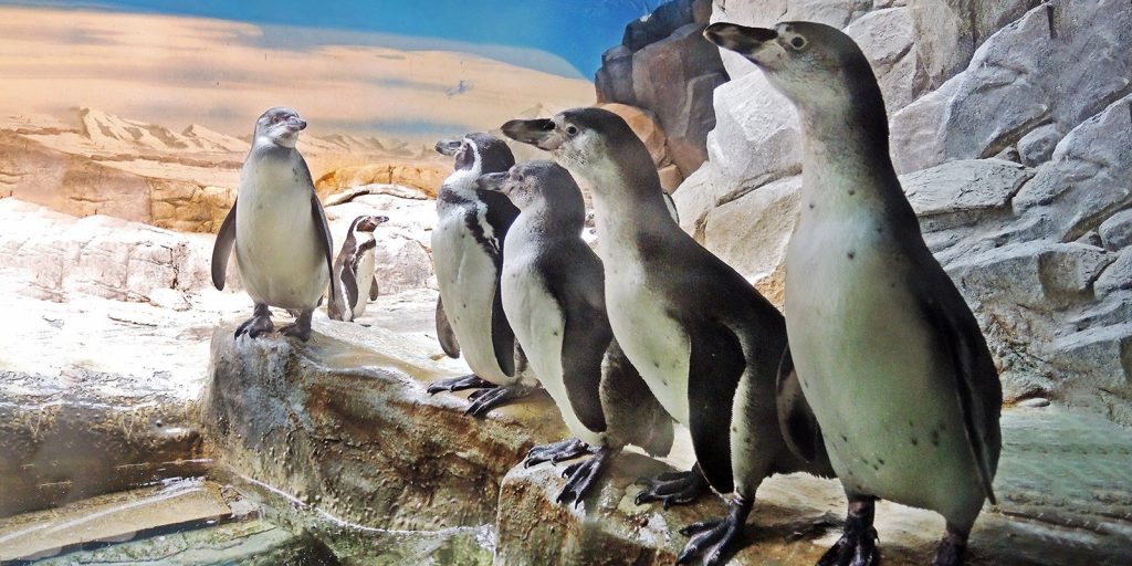 Пингвины Гумбольдта. Фото: mos.ru