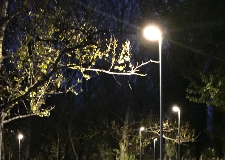 Свыше 100 фонарей установили вокруг Красного пруда по просьбе горожан