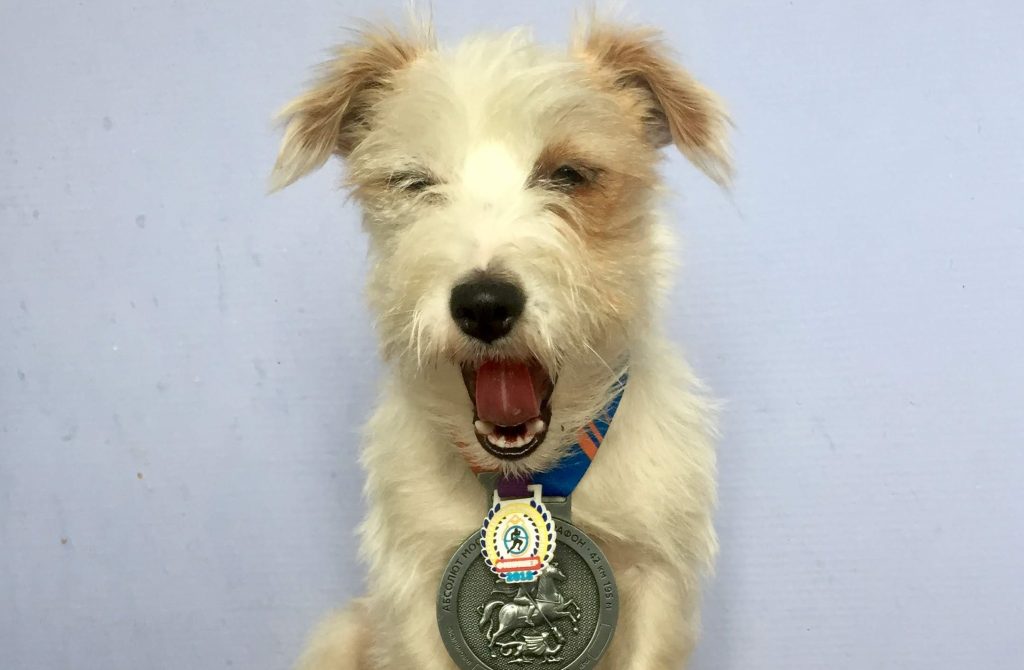1 мая 2018 года. Собака по кличке Йода получила медаль за забег в Тутаеве 