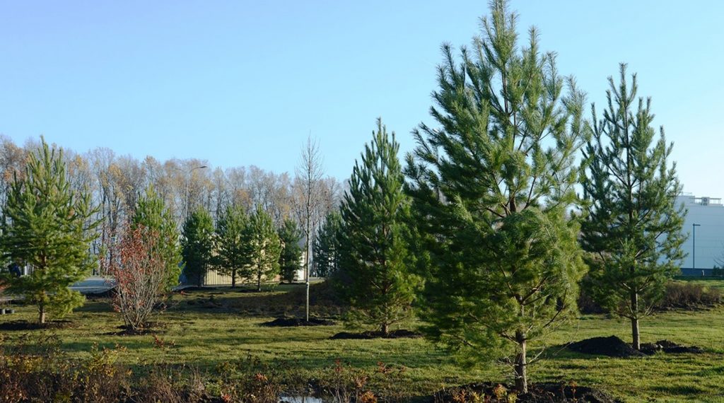 Парк инновационного центра «Сколково» украсили новые деревья