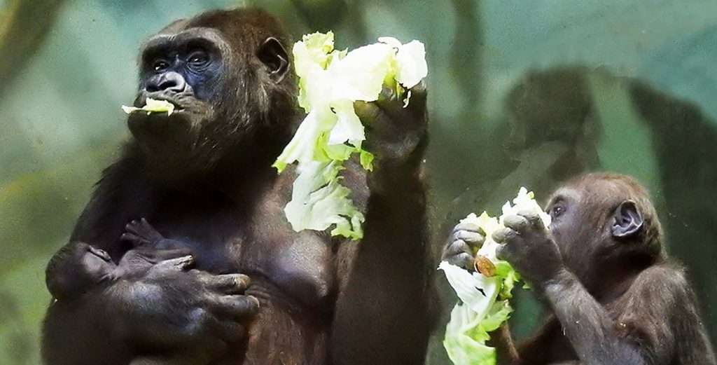 В Московском зоопарке родилась краснокнижная горилла