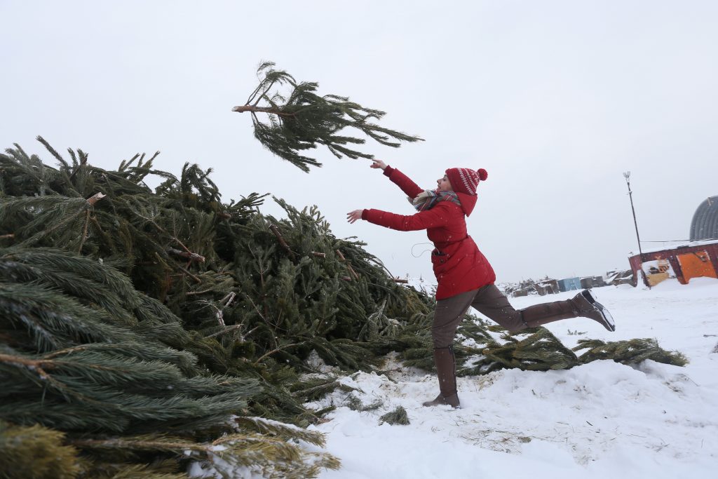 Москвичей призвали сдавать новогодние ели на переработку  