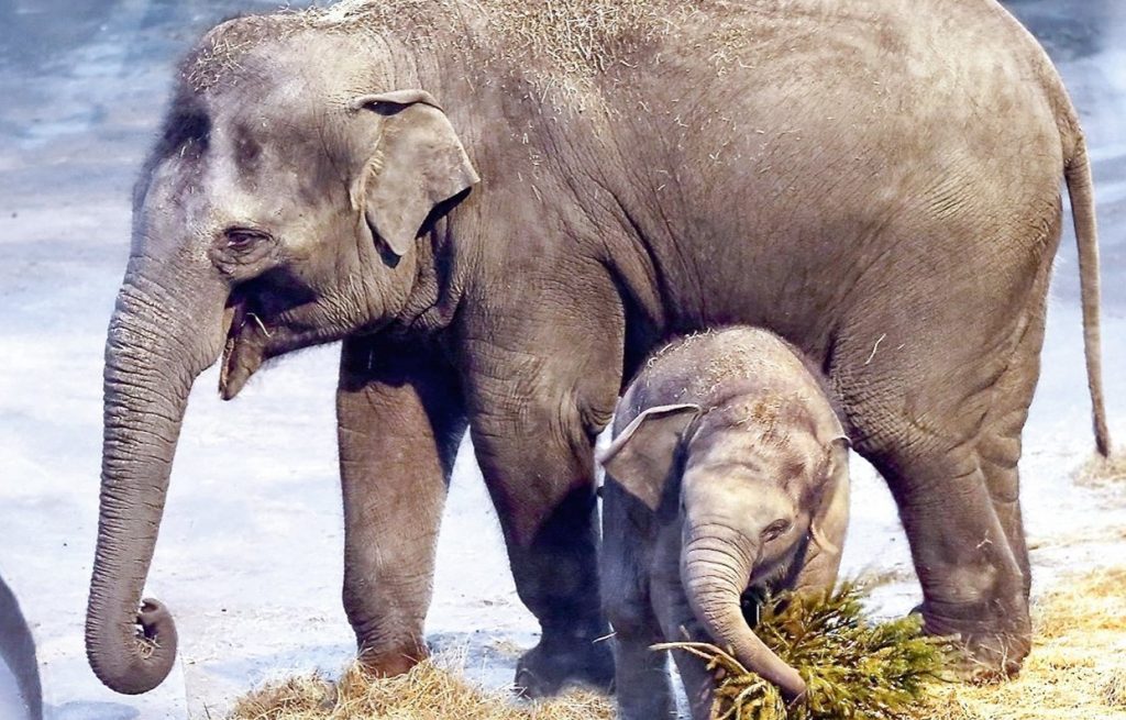 Стартует конкурс имен для трех слонят «Уголка дедушки Дурова». Фото: сайт мэра Москвы